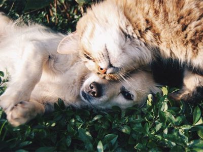 Dog and Cat Snuggling