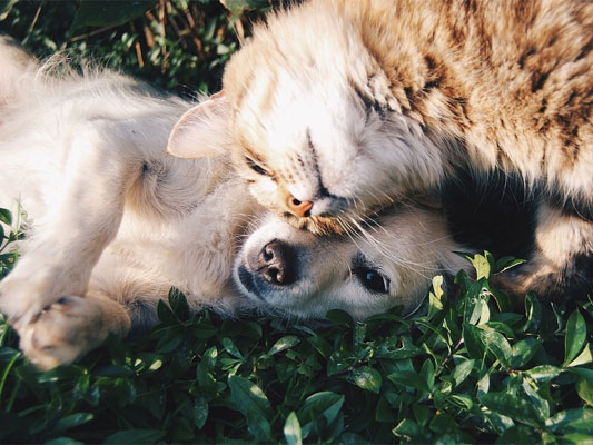 5 Fun Ways to Celebrate National Pet Day