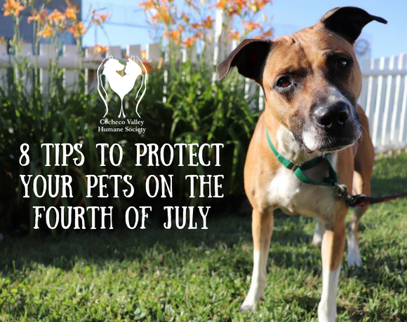 8 Tips to Protect Your Pets on the Fourth of July