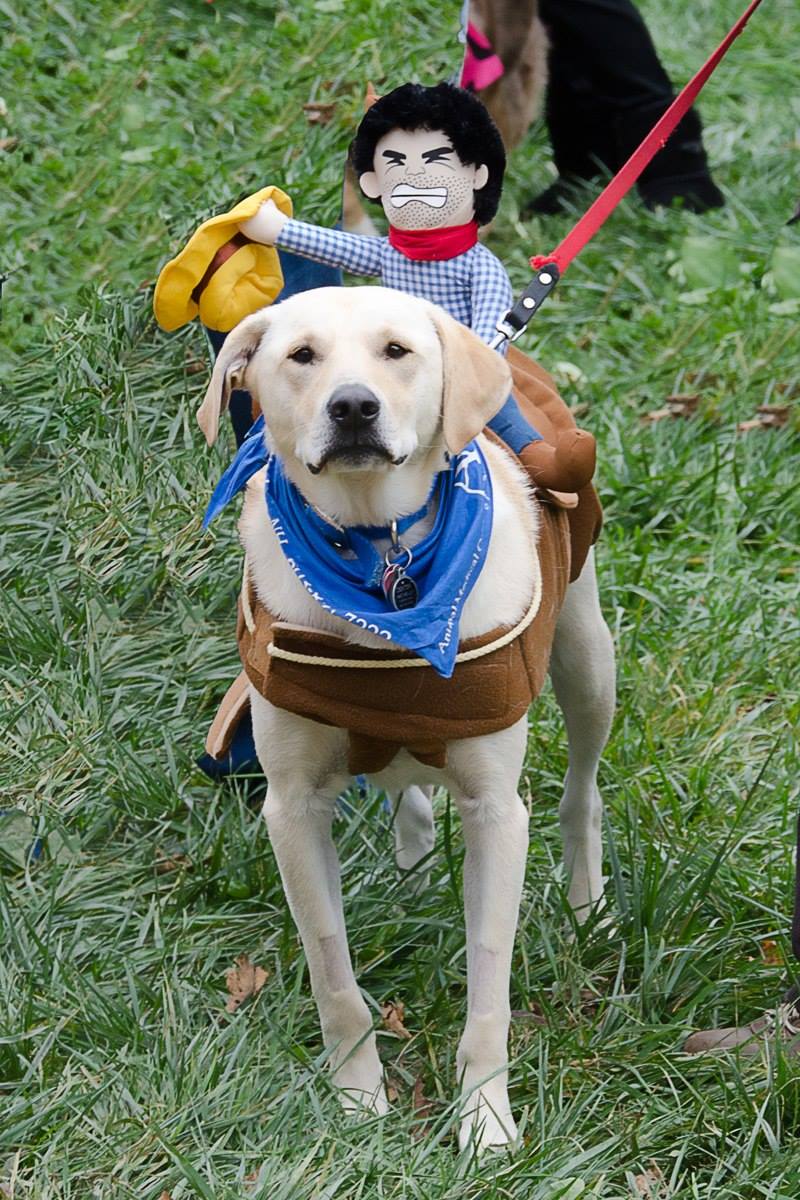 pope costume for dogs