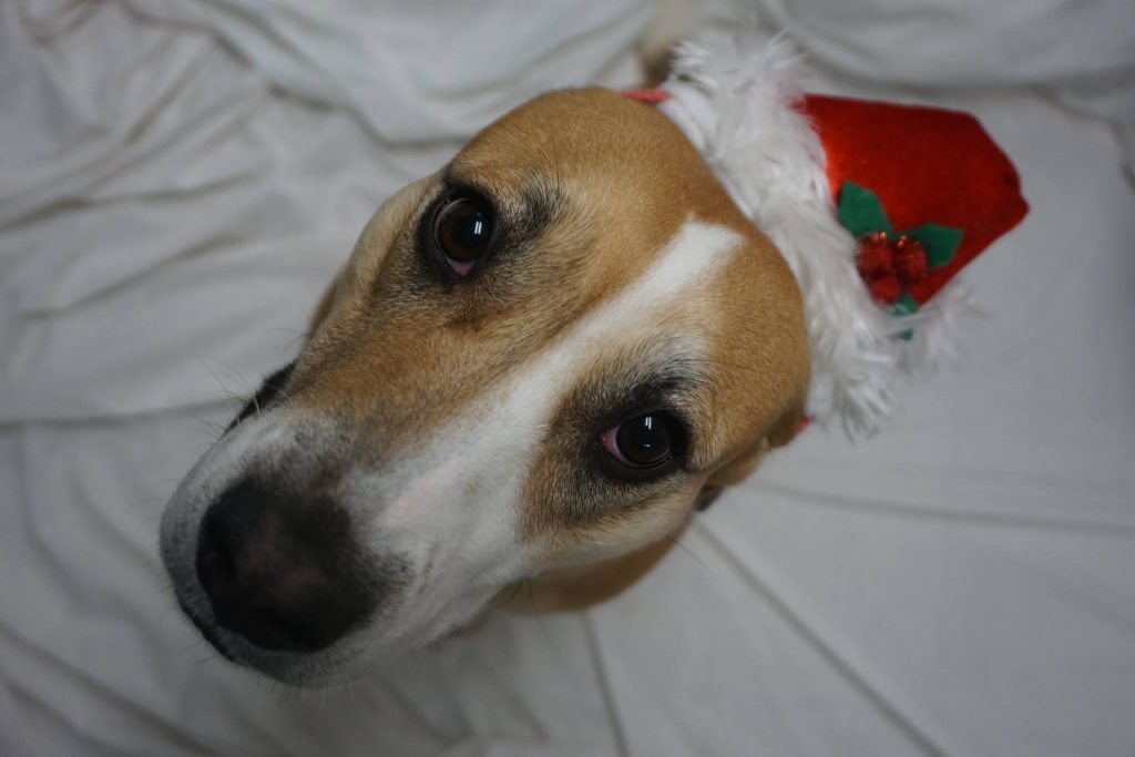 Shelters weigh in on giving pets as presents