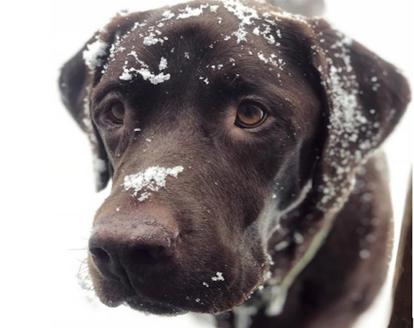How to Tell When Your Pet is Freezing