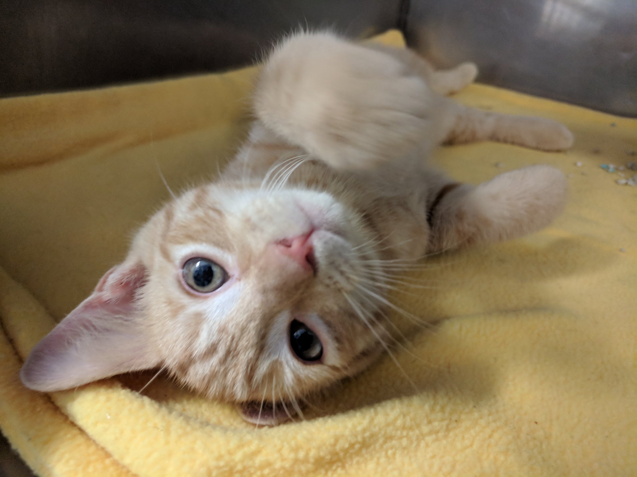 Image showcasing Benefits of Cat Pheromone Diffusers | Pope Memorial Humane Society ...