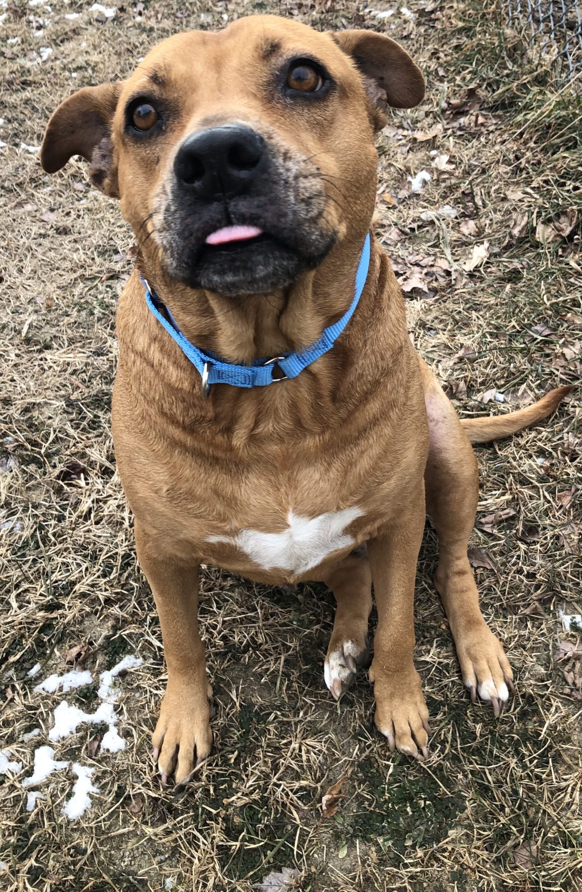 Positive Reinforcement Training for Pets | Pope Memorial Humane Society