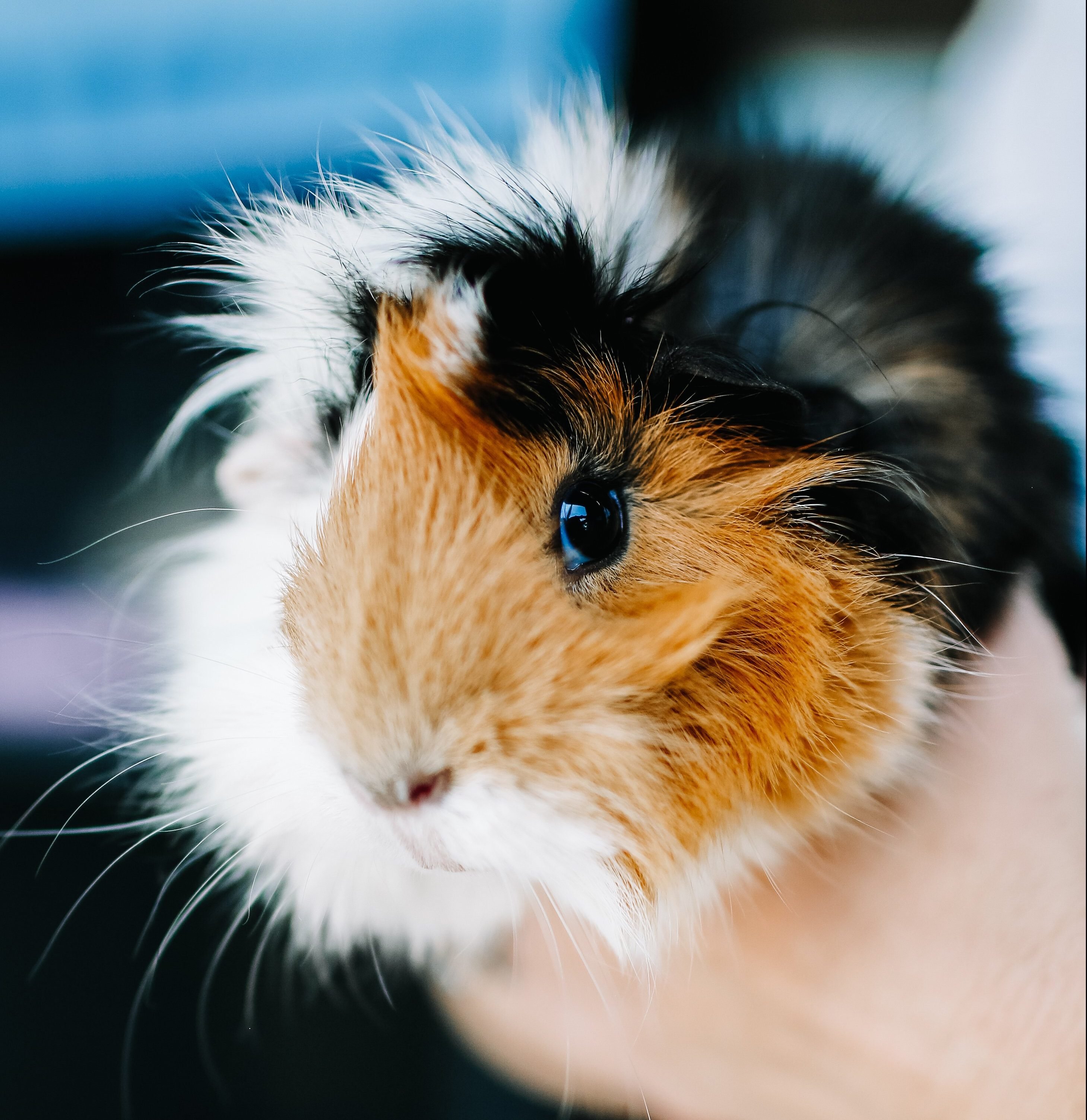 Guinea Pig Care