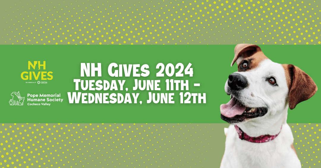 Green background with with yellow dots all over. A lighter green band across the middle with the text "NH Gives 2024 Tuesday, June 11th-WEdnesday, June 12th". A white dog with brown around her ears and around one eye on the right hand side.