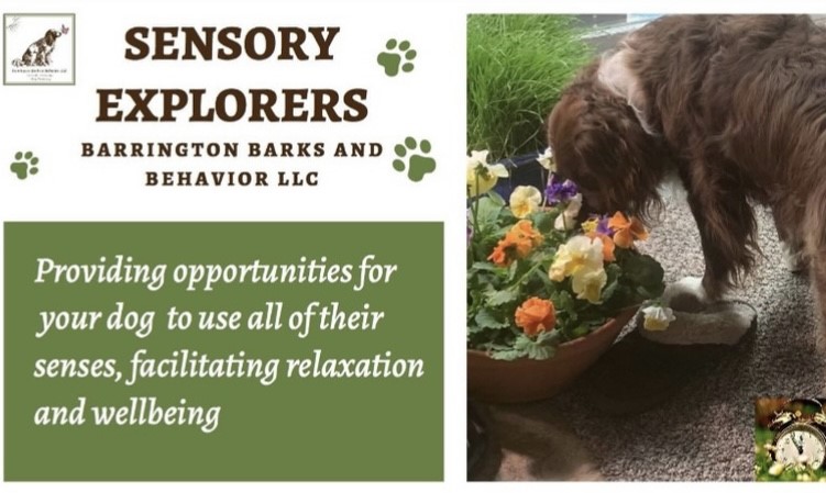 Left side of image has text that says "Sensory Explorers Barrington Barks and Behavior LLC Providing opportunities for your dog to use all of their senses, facilitating relaxation and wellbeing" The right side has an image of a dog sniffing some flowers that are white, purple, and orange.