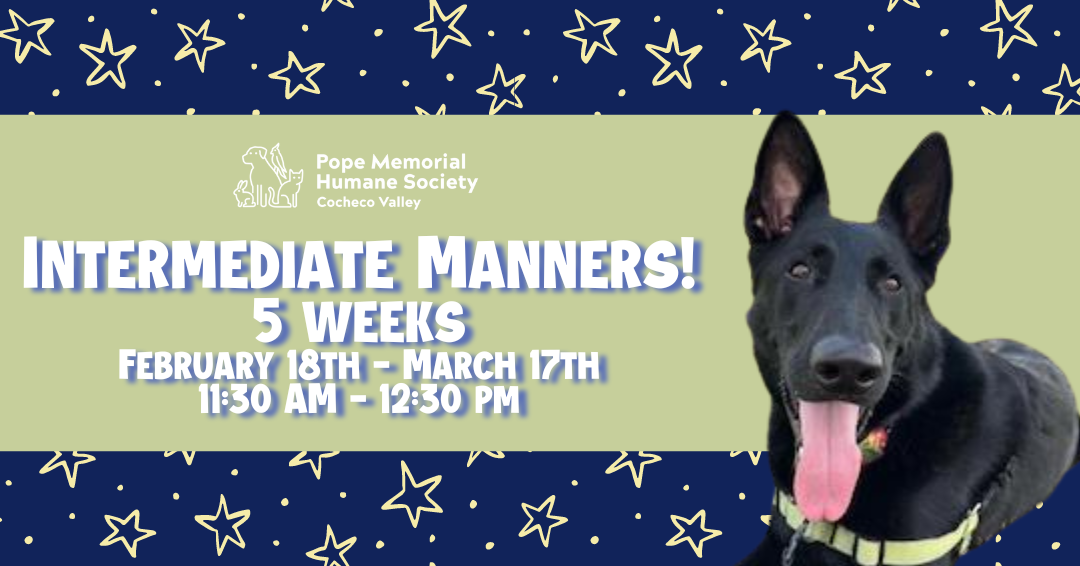 A dark blue background with light yellow stars, a sage green banner across the middle with white test that says "Intermediate Manners! 5 weeks February 18nd-March 17th 11:30am-12:30pm", a black German Shepherd dog on the right side with her mouth open and his tongue sticking out.