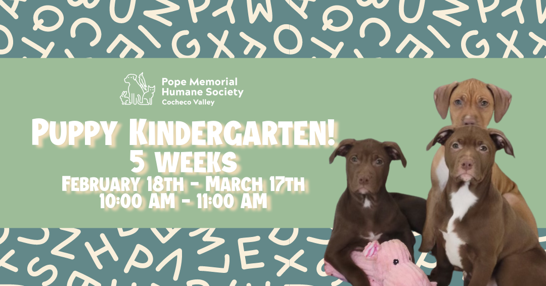 A dark sage green background with beige letters, a light sage green banner across the middle with white text that says "Puppy Kindergarten! 5 weeks February 18th-March 17th 10:00am-11:00am", 3 puppies on the left side, 2 darker brown with white chests and one tan-brown behind them.