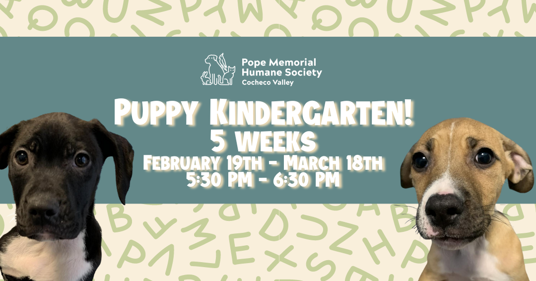 A beige background with light green letters, a teal banner across the middle with white text that says "Puppy Kindergarten! 5 weeks February 19th-March 18th 5:30pm-6:30pm", a black puppy with a white chest on the left side, and a light brown puppy with a white chest and white around her nose on the right side.