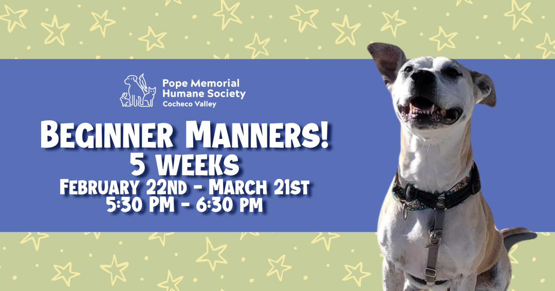 A light green background with light yellow stars, a royal blue banner across the middle with white test that says "Beginner Manners! 5 weeks February 22nd-March 17th 5:30pm-6:30pm", a white dog on the right side with her mouth open and one ear sticking up.