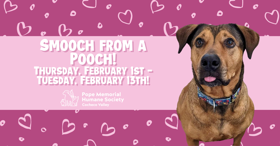 Dark pink background with with light pink hearts all over. A matching light pink band across the middle with the text "Smooch from a Pooch Thursday, February 1st - Tuesday, February 13th". A medium brown dog with darker brown ears and nose, with her tongue poking out on the right hand side of the image.