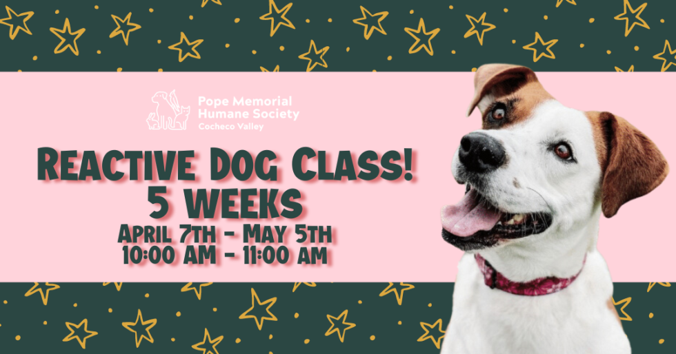 Reactive Dog Training Class Sunday Mornings Pope Memorial Humane