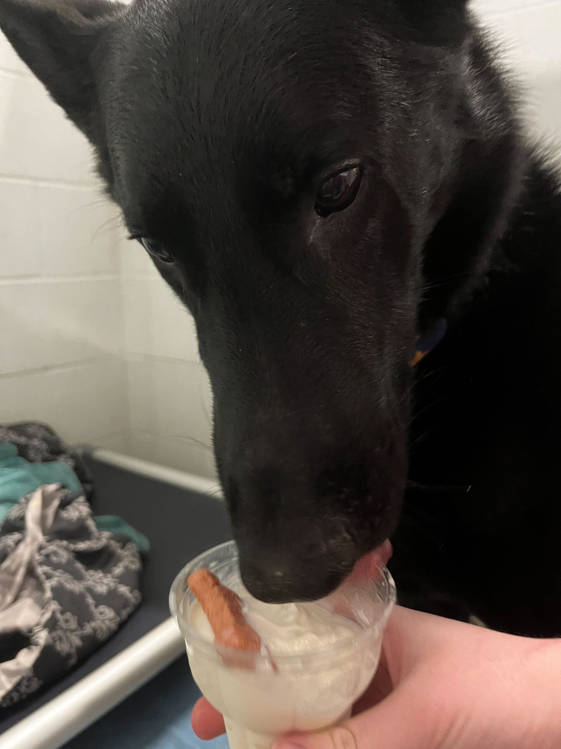 Pup Cup Day at Dairy Queen Pope Memorial Humane Society