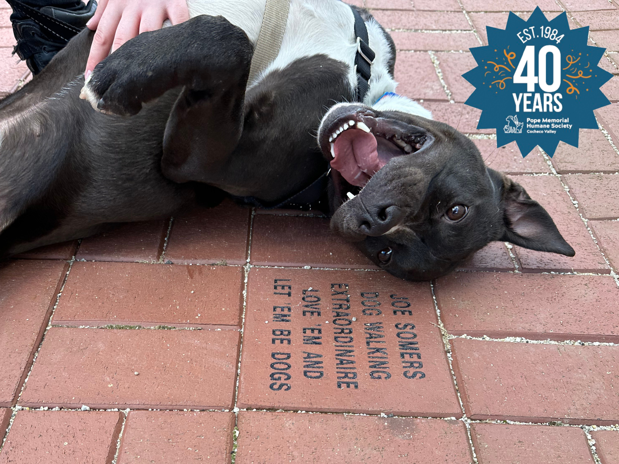 Titan, a black mixed breed dog, smiling and showing off one of our current PMHS-CV bricks. Our 40th logo stamp is in the top right corner of the image.
