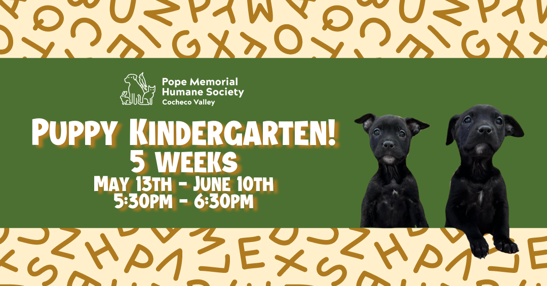 A dark blue background with light yellow stars, a sage green banner across the middle with white test that says "Intermediate Manners! 5 weeks February 18nd-March 17th 11:30am-12:30pm", a black German Shepherd dog on the right side with her mouth open and his tongue sticking out.