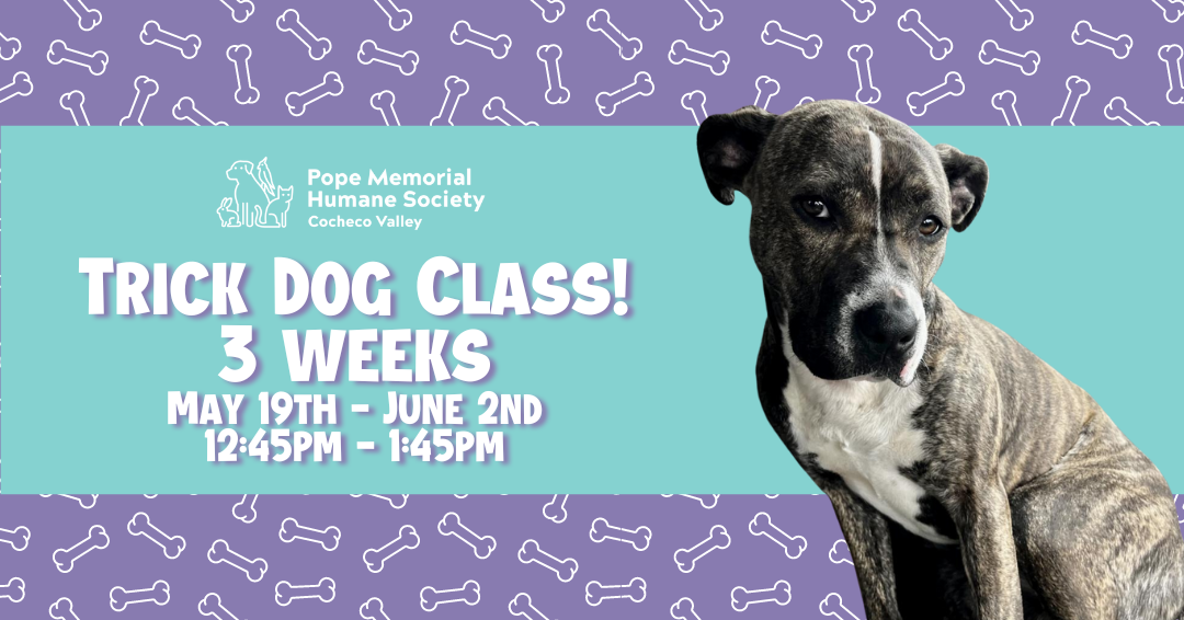 "Trick Dog Class! 3 weeks May 19th - June 2nd 12:45pm - 1:45pm"
