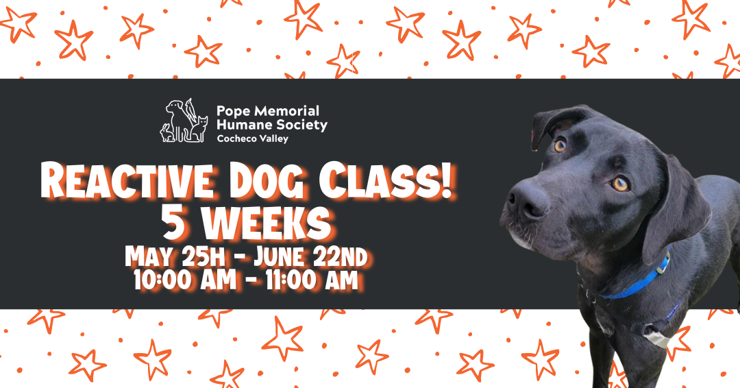 "Reactive Dog Class! 5 Weeks May 25th - June 22nd 10:00AM-11:00AM"