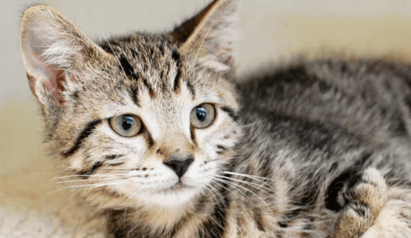 Cat (1)